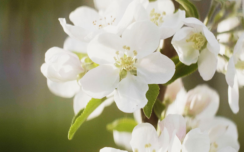 funeral-calculator-800x500 White flowers with green leaves, with sun shining on them.