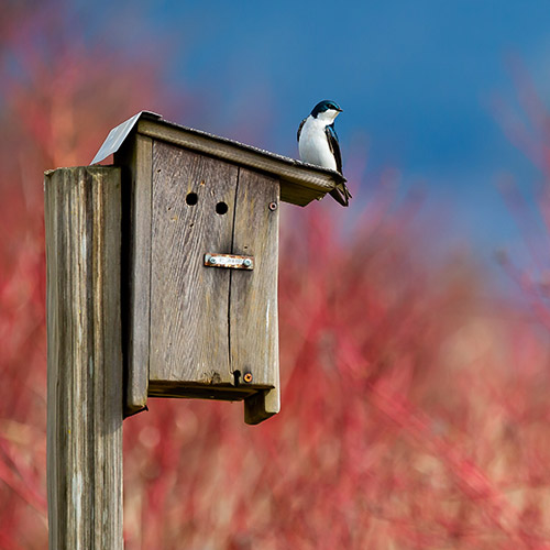 A bird house with a black and white bird sitting on top.