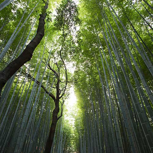 invest-for-yourself-greener-planet-500x500-1 invest-for-yourself-greener-planet-500x500-1