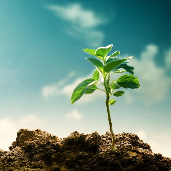 Seedling growing out of dry earth