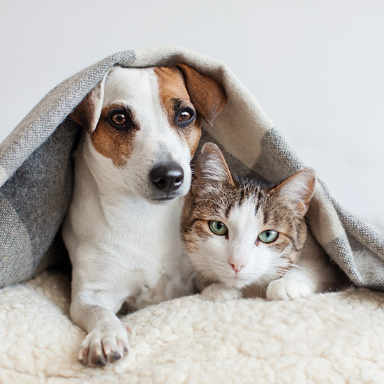 Dog and cat together. Dog hugs a cat under the rug at home. Friendship of pets