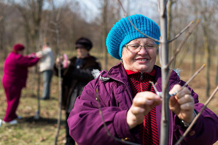 A lady in a winter coat and hat helps tend to some sapling trees.